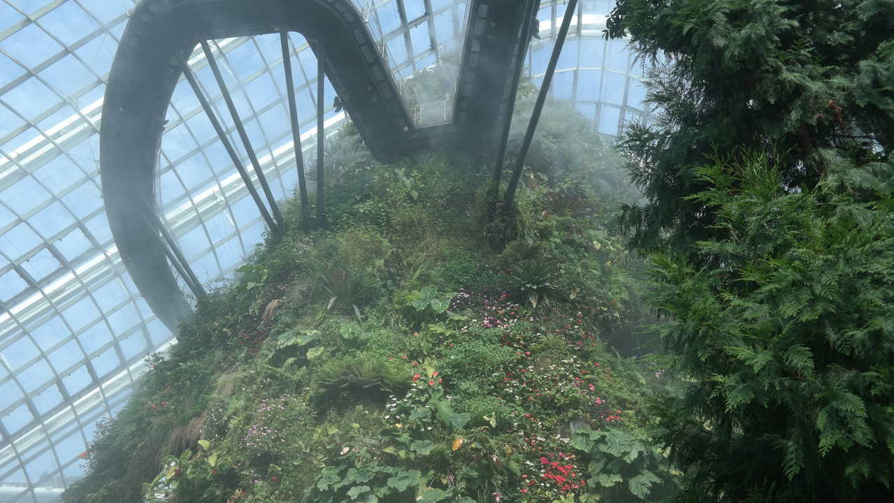 Cloud Forest 11