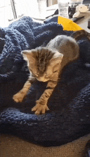 Kittenblanket-ezgif-com-optimize.gif