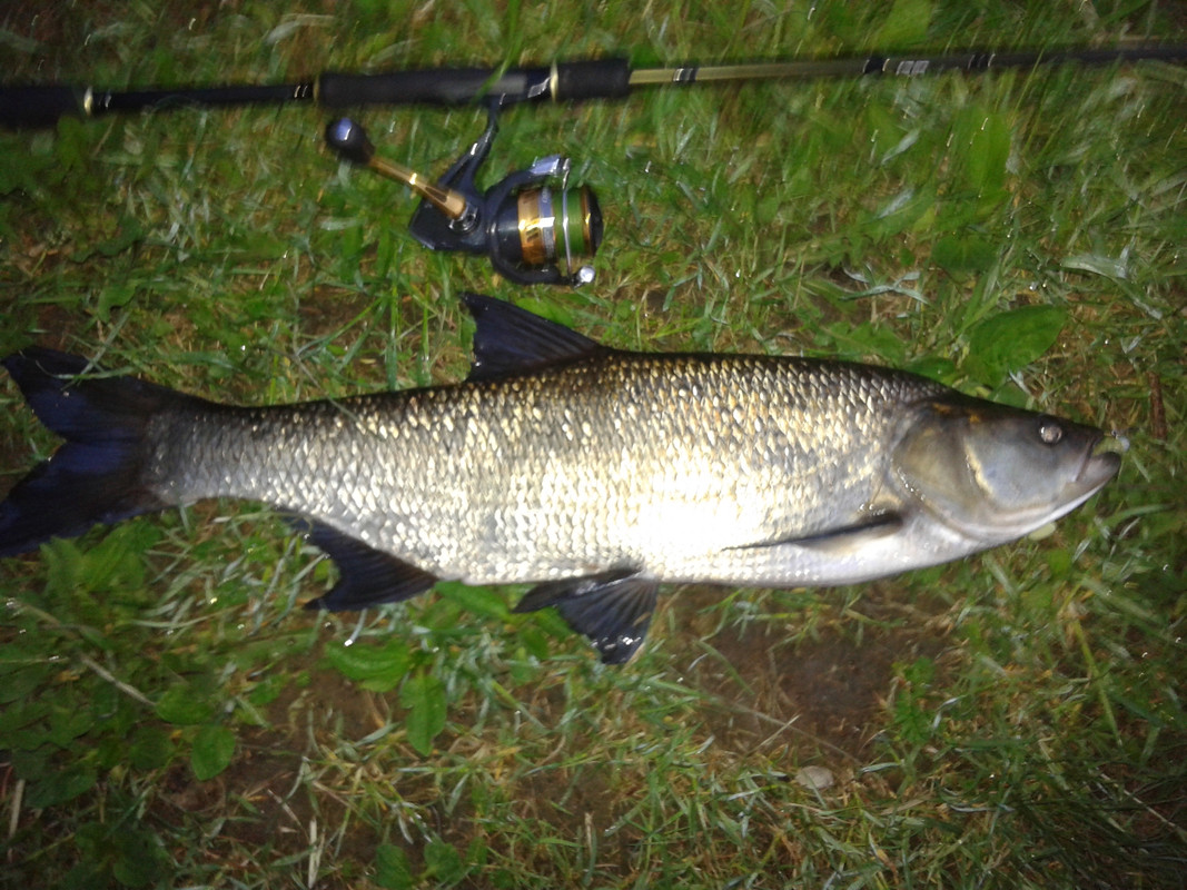 20190522-2-720-Kg-68cm.jpg