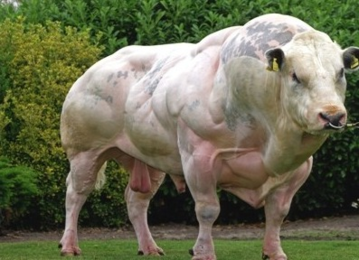 myostatin