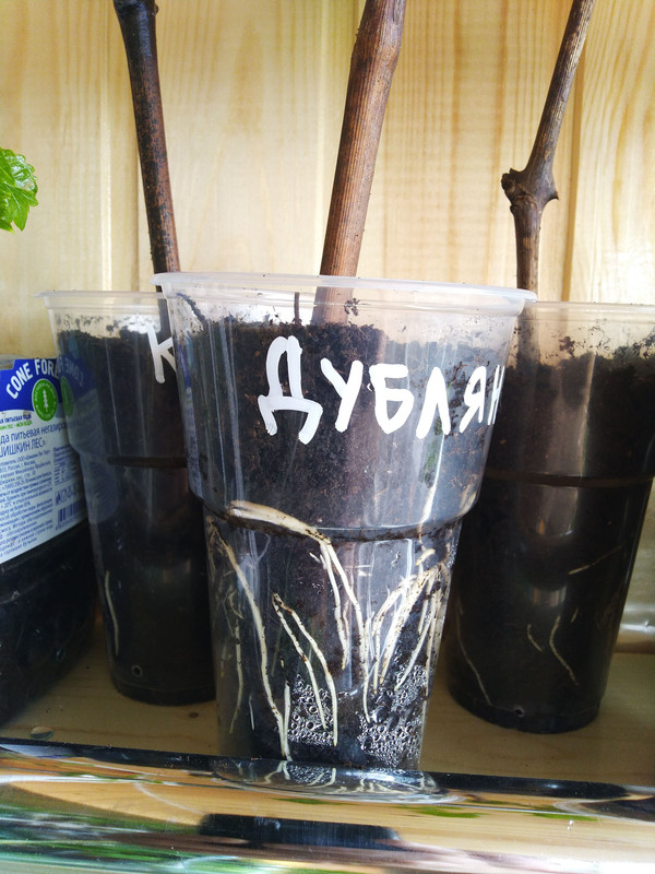 IMG_20240330_104133 (1)