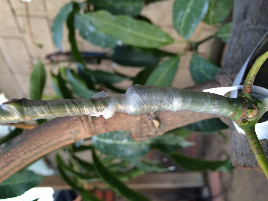 fina_pic_cleft-graft