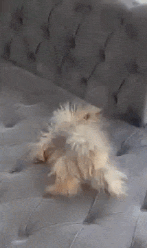 Dog-Static-59ab3e061f65aa4f.gif