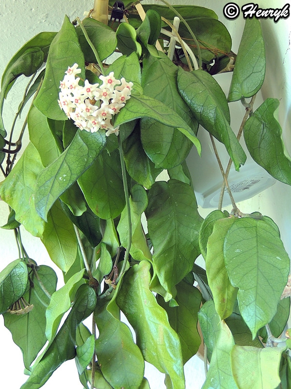 Hoya sp. Tam Dao (duży liść) 2024 01 FB