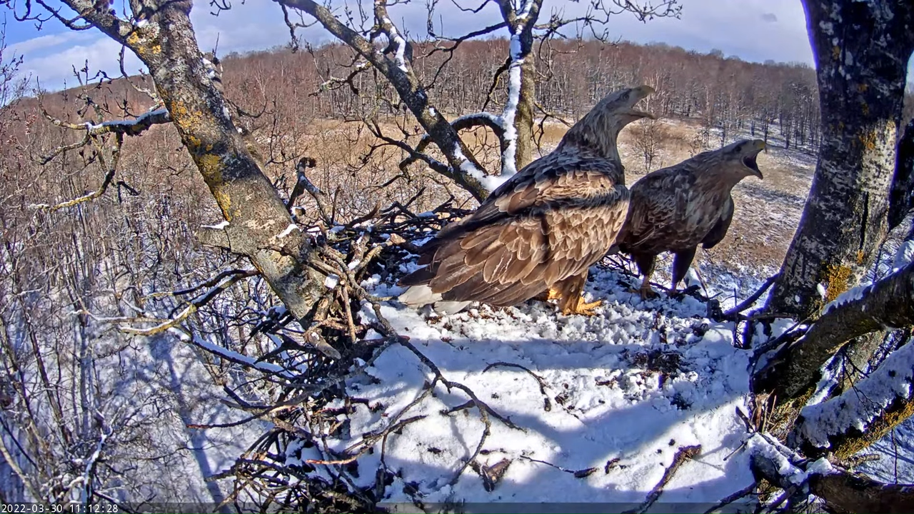 Merikotkas__Haliaeëtus albicilla 11-29-27 screenshot