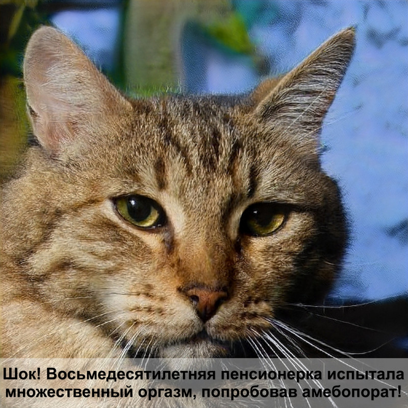 мяуканье мамы кошки