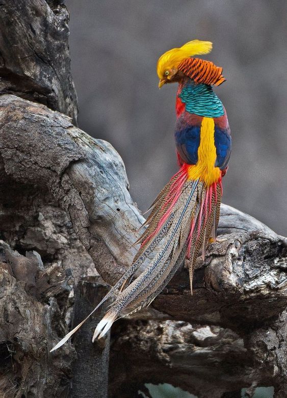 multibird.jpg
