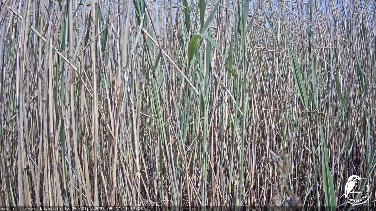 Lielais dumpis (Botaurus stellaris) Engurē - LDF tiešraide 12-4-53 screenshot