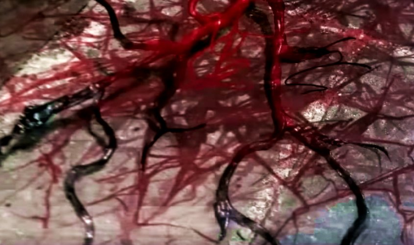 vita carnis vines