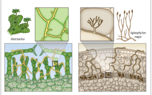 Science综述：与共生微生物和病原微生物相互作用驱动植物进化-4.png