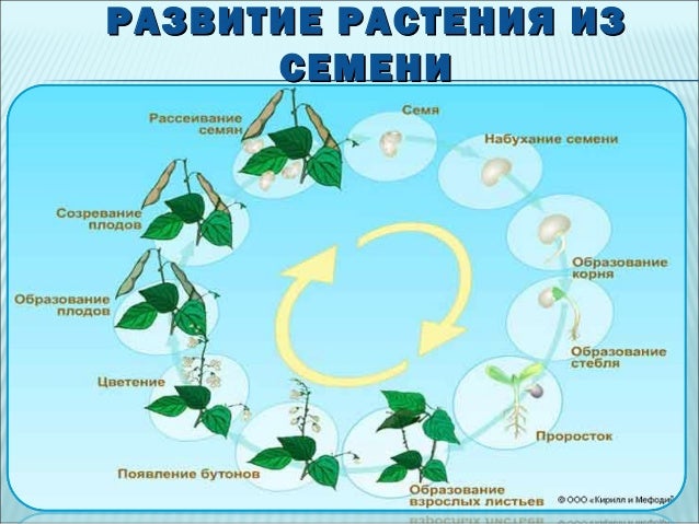 Размножение бруннеры вариегаты семенами или делением куста