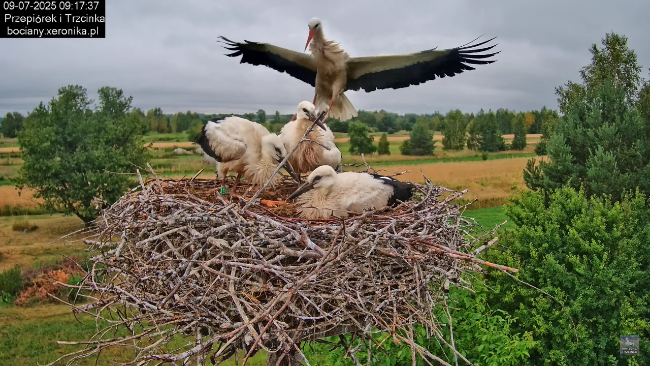 09072025bociany34