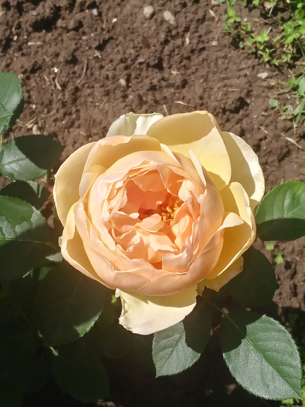 20190523_110640_HDR