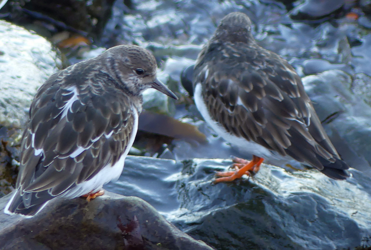 TURNSTONE 2