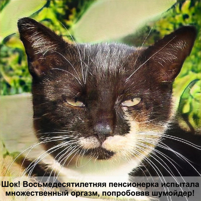 кот бесится