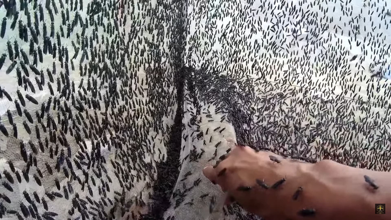 crease-in-mosquito-netting-bsf-breeding-cage.jpg