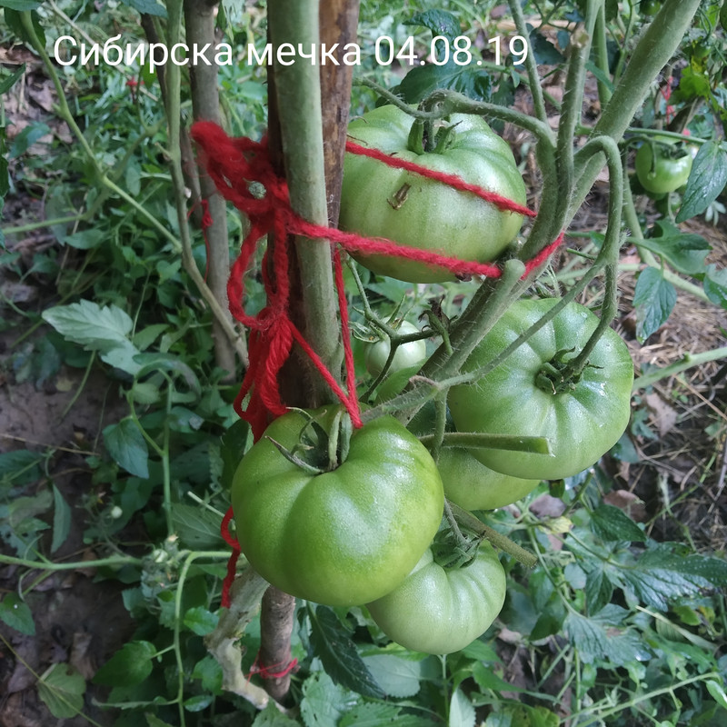 Снимки на домати и описание на сортовете - Page 5 - Форум HobbyKafe.com