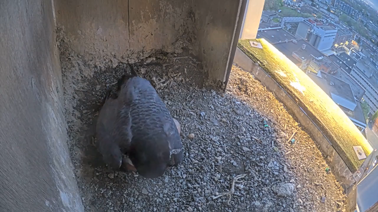 Schermafbeelding 2026 04 11 205036