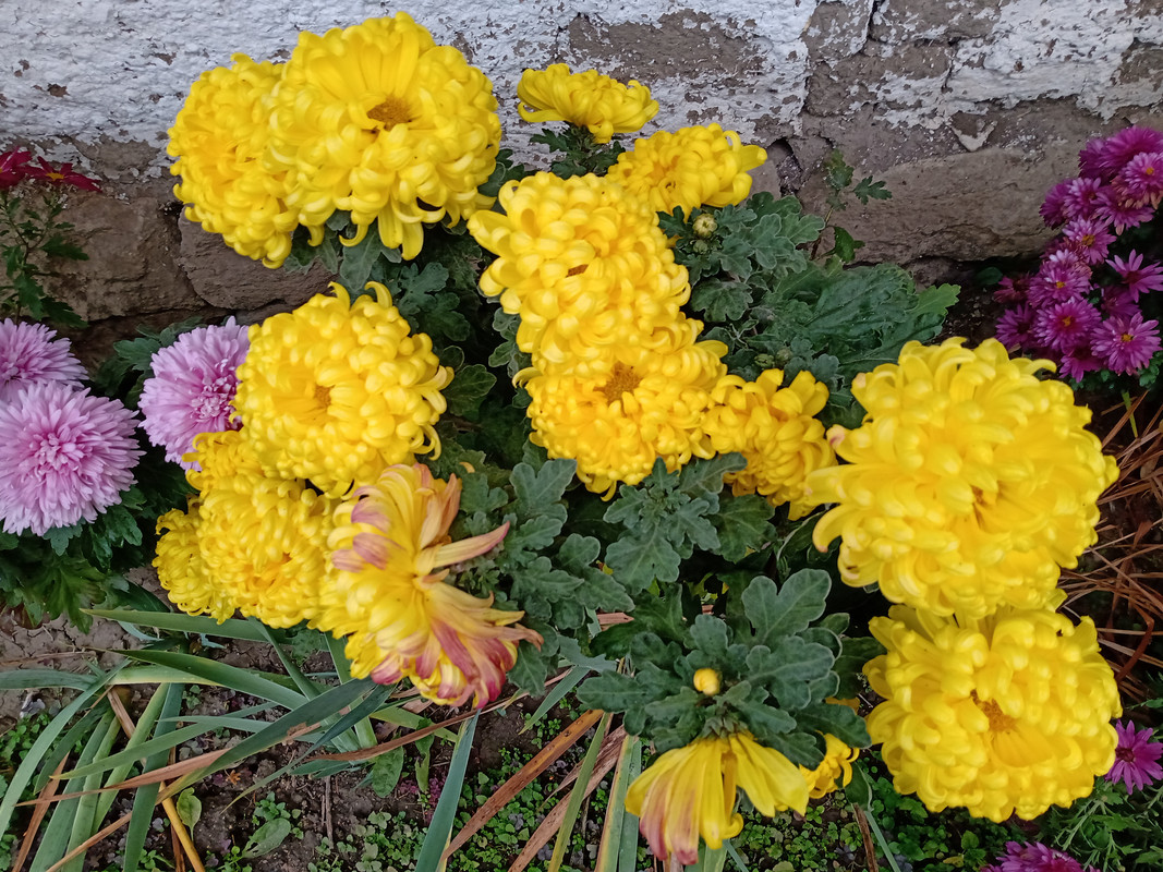 IMG_20221115_081948681