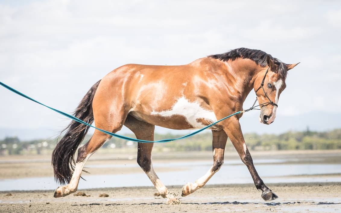 paint-horse-on-beach-1-by-xxmysterystockxx-de13im8-pre.jpg