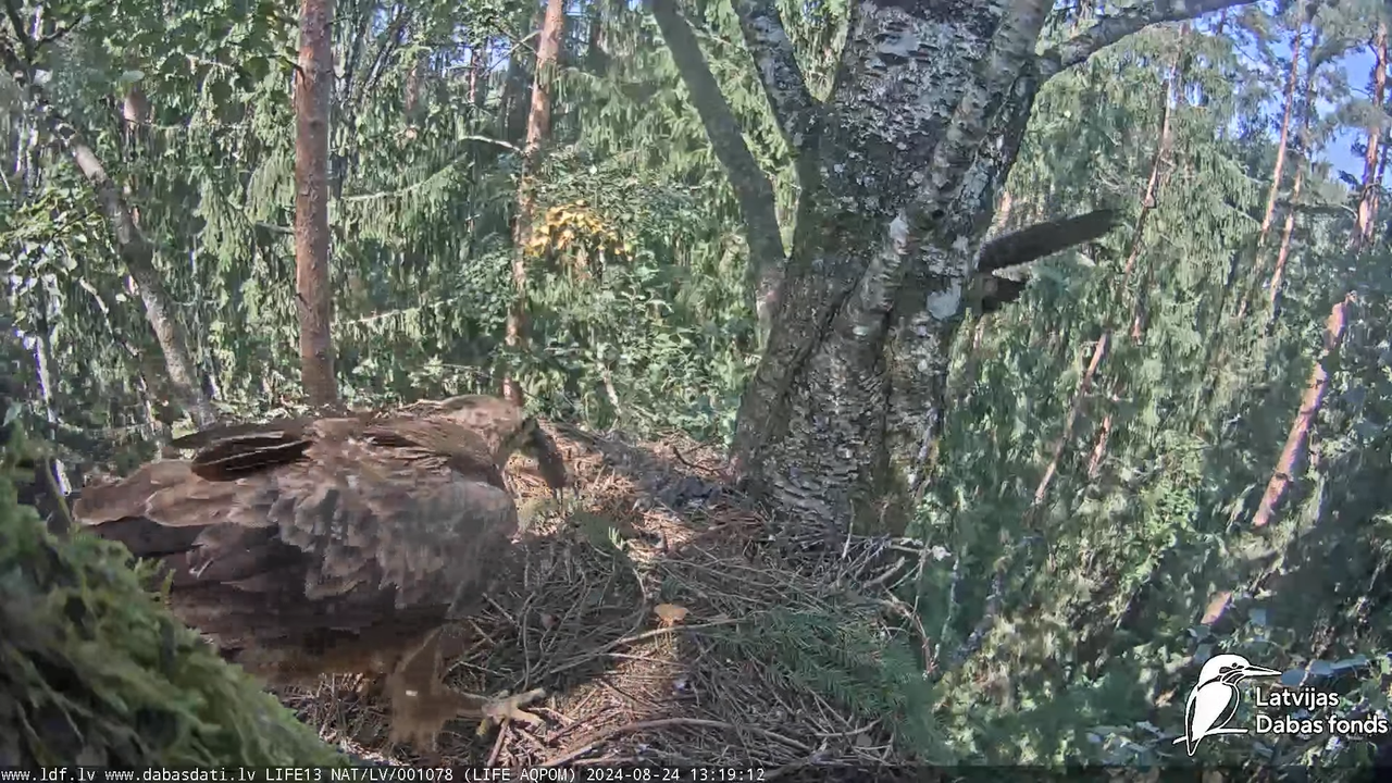 Mazais ērglis (Clanga pomarina), ligzda bērzā - LDF tiešraide 14-16-7 screenshot