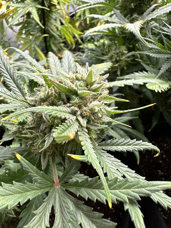 C125FA42-BADF-4E8C-A7C5-2961AAA51DD6