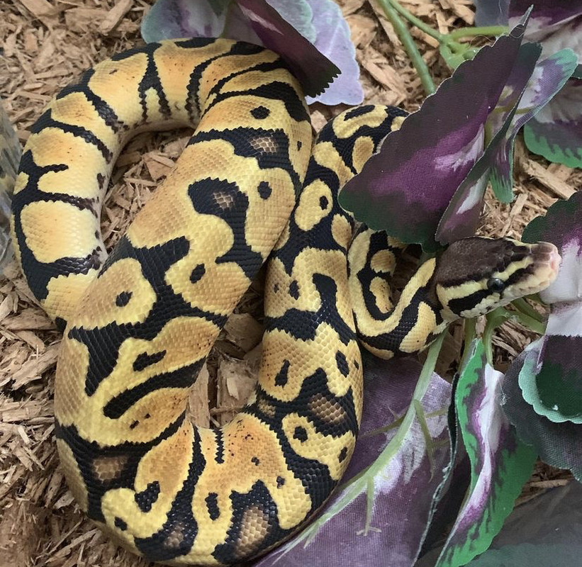 544032E2-E4D7-47D6-A0DB-D781A07918E6