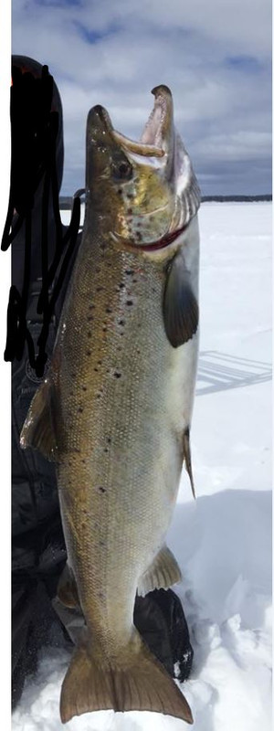 trout