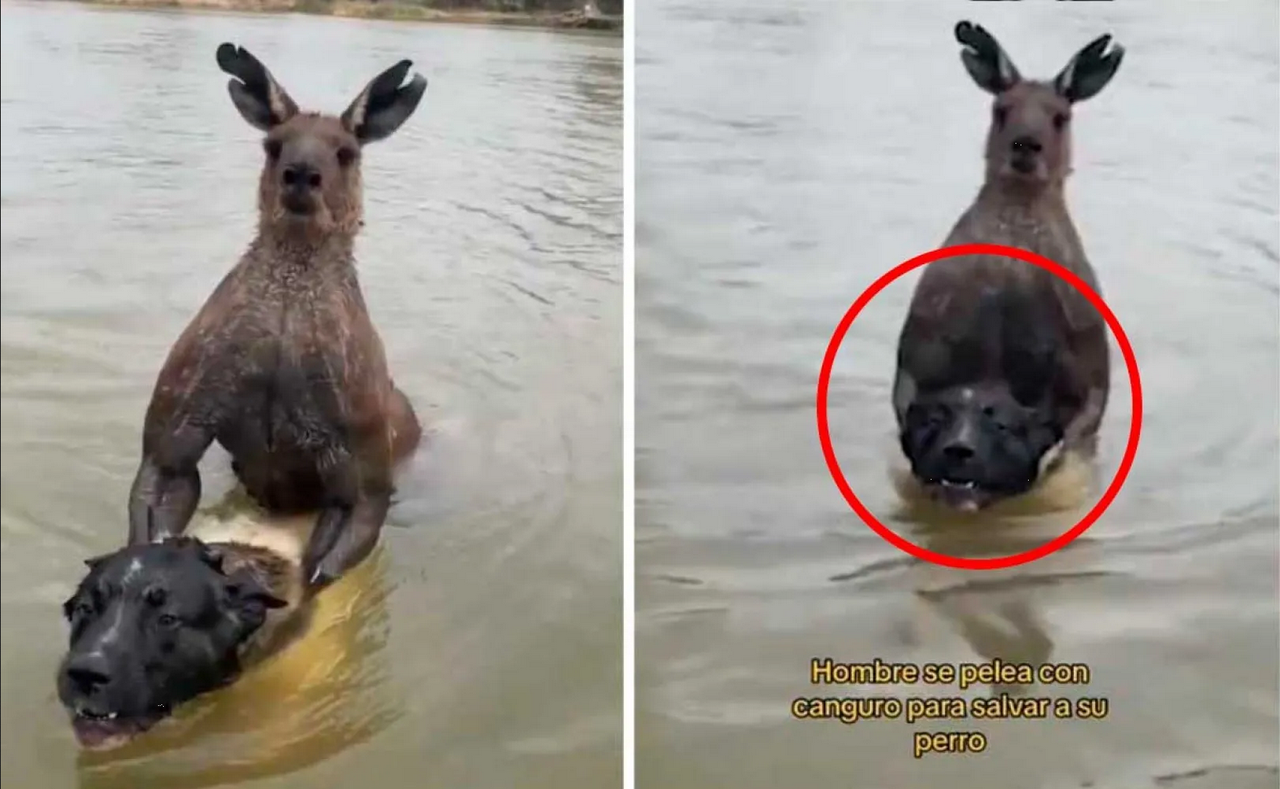 Hombre pelea a golpes con canguro para salvar a su perrito