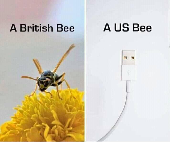 Bees.jpg