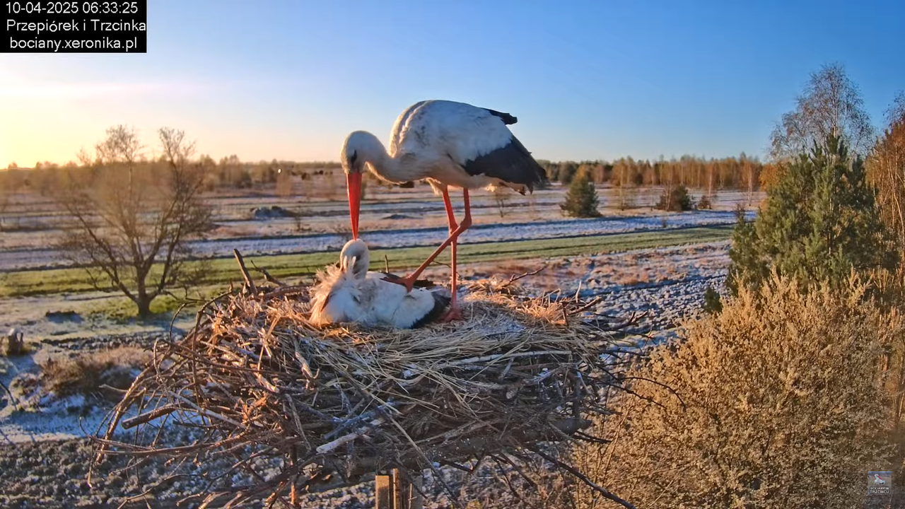 10042025bociany (10)