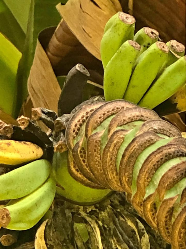 banana