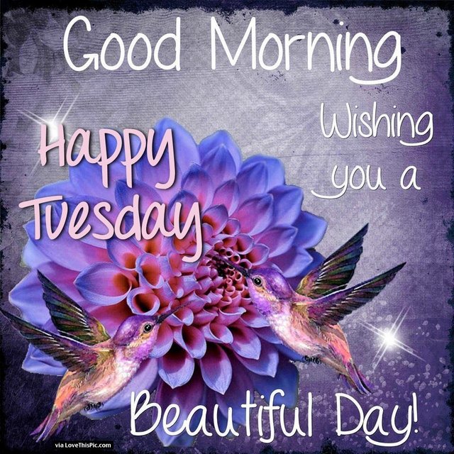251337-Good-Morning-Happy-Tuesday-Wishing-You-A-Beautiful-Day
