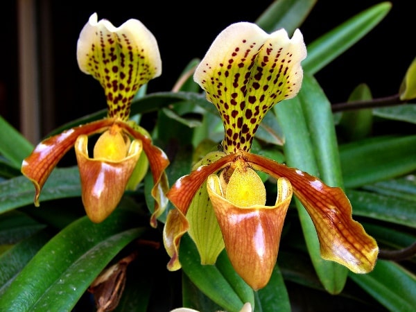 Орхидеи с необычными цветами отбор и выращивание