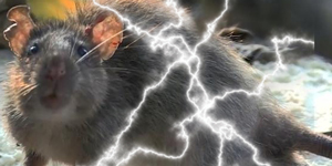 Ratten elektrocuteren met stroomstootwapen