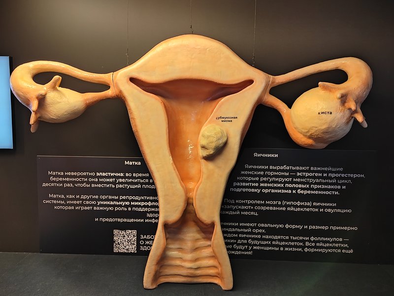 https://i.postimg.cc/L56t8RYJ/117-IMG-20250807-113346.jpg