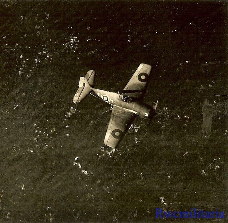 British Royal Navy Hellcat Fighter Plane in Flight (#1)