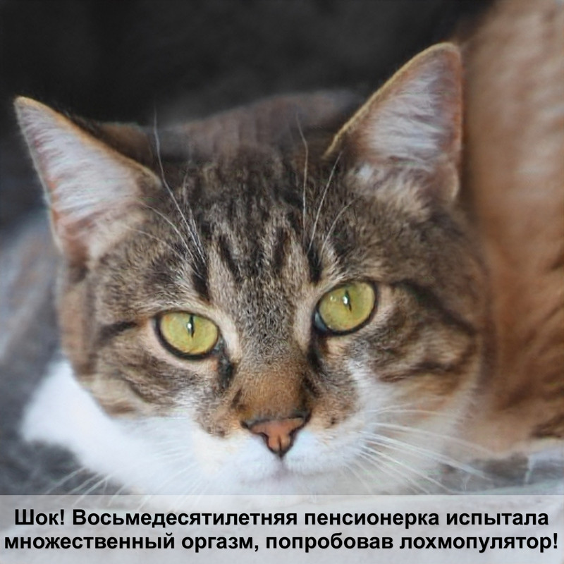 описание окраса бенгальской кошки