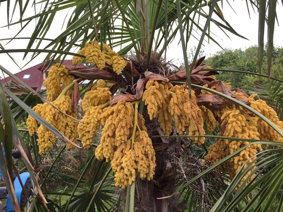 Trachycarpus fortunei, část 2 - Stránka 16 61672946-2179004282148722-3482876928371720192-n