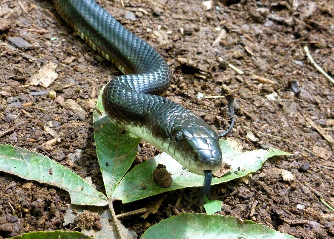 2013-09-03 - Black Rat Snake