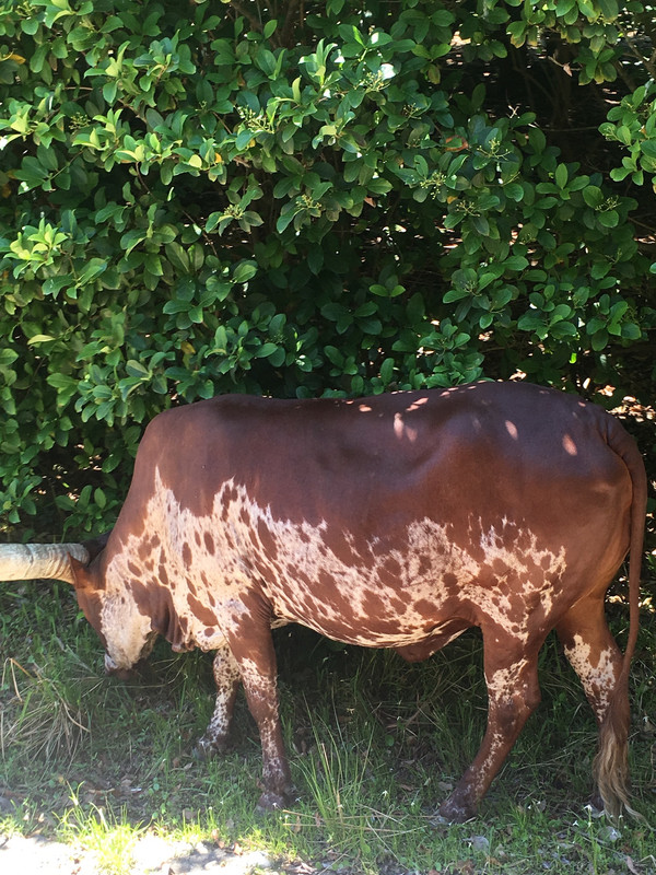 717CBE4C-7423-4580-9725-3D0777EA6504