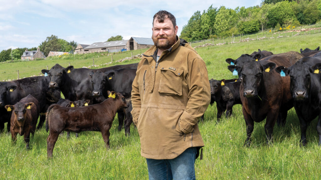 Photo of cattle farming in New Zealand landscape