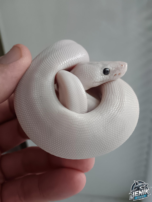 IMG_20250714_184441а