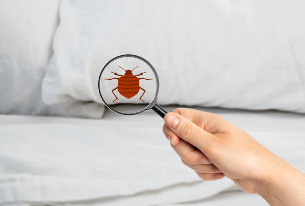 Six Benefits of Tampa Bed Bug Treatment