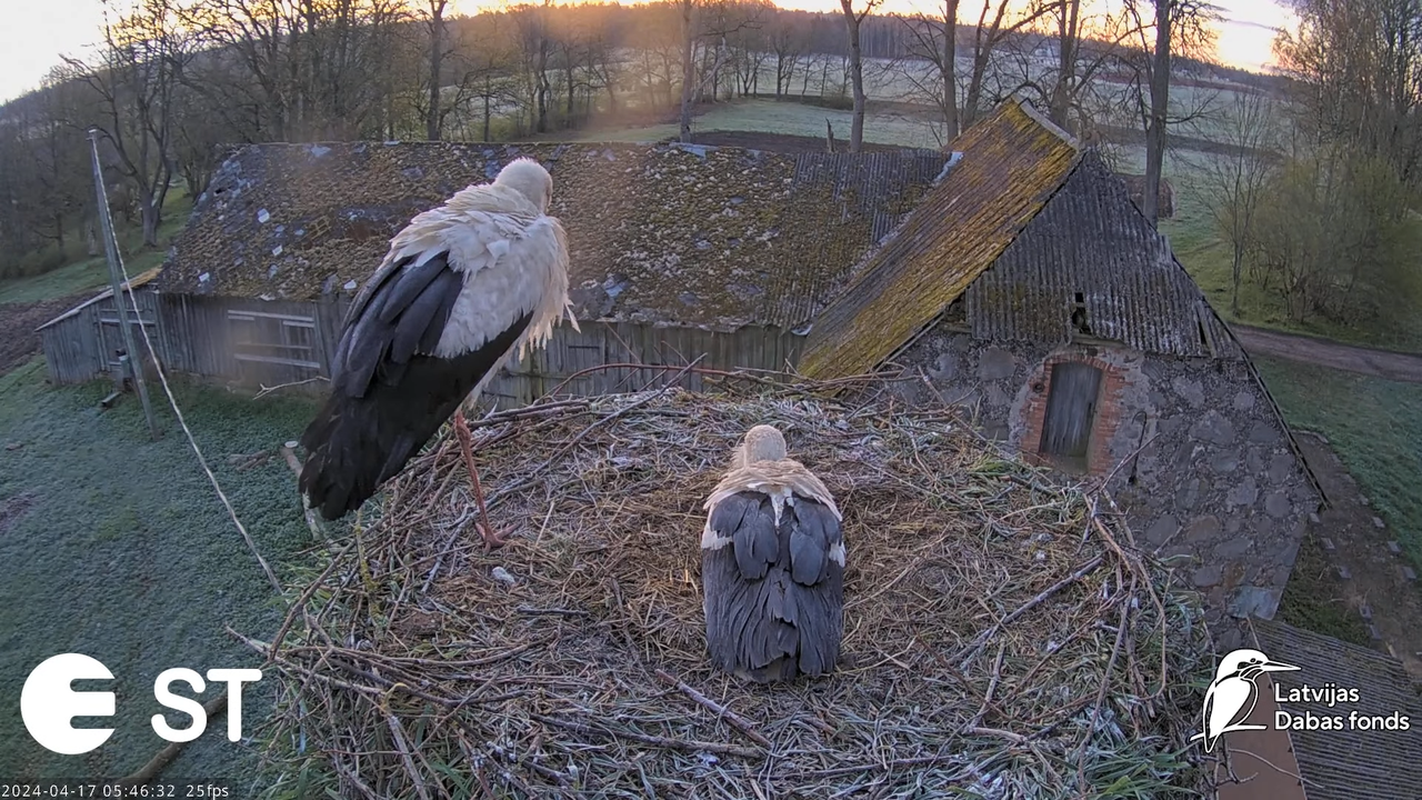 Baltie stārķi (Ciconia ciconia) Tukuma novadā - LDF tiešraide __ White storks in Tukums, Latvia 1-36