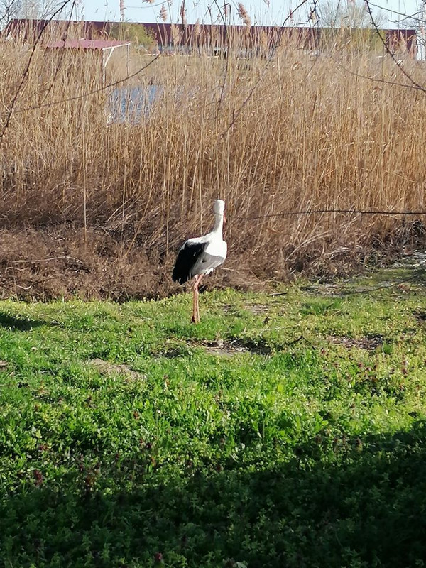 Dunaföldvár Rudi törzsúr fotója2