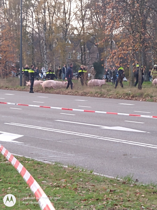 IMG_20201125_145647457