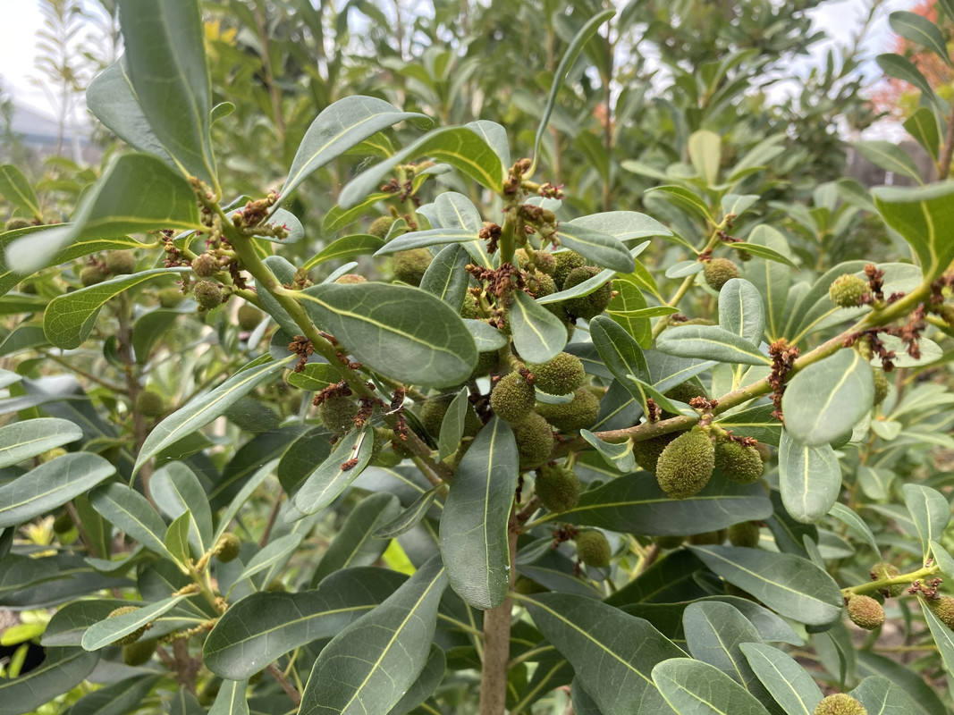 IMG_6609