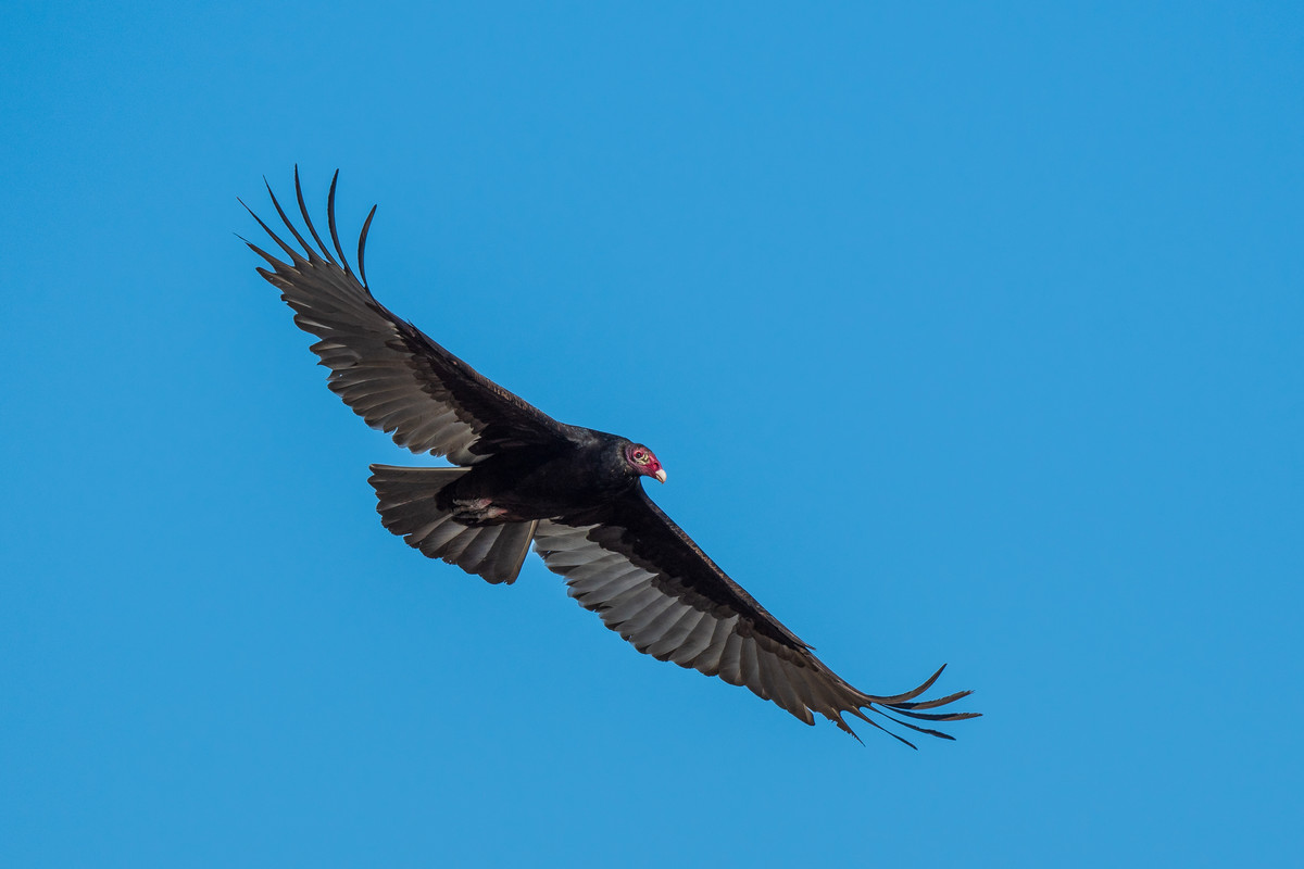 TurkeyVulture