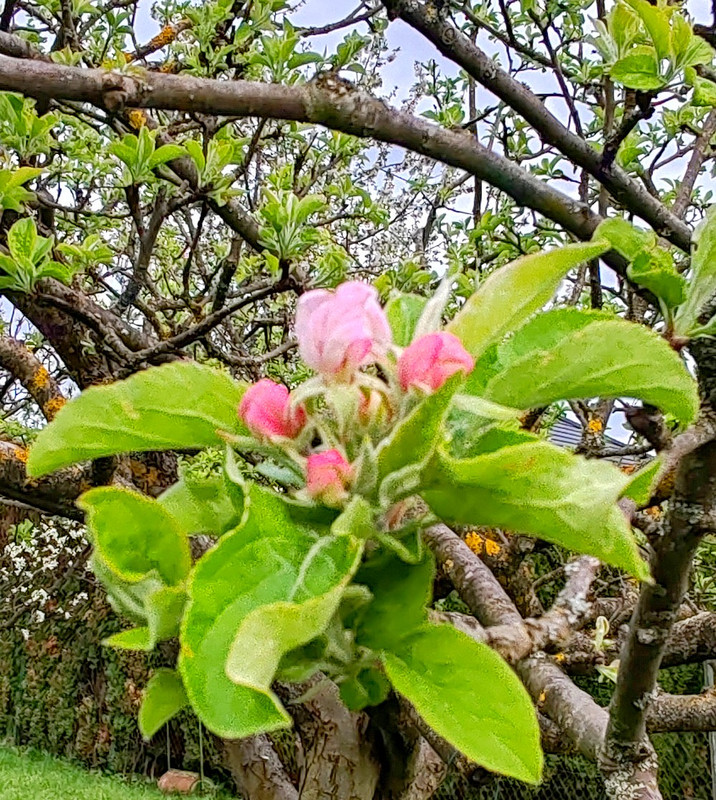 IMG 20260413 191024bb